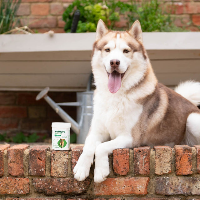 Joint Care for Adult Dogs | Bulk Buy 300 Tablets Joints 300 Tablets2