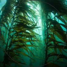 seaweed