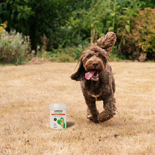 Joint Care for Young Dogs - 240 Tablets Joints 240 Tablets2