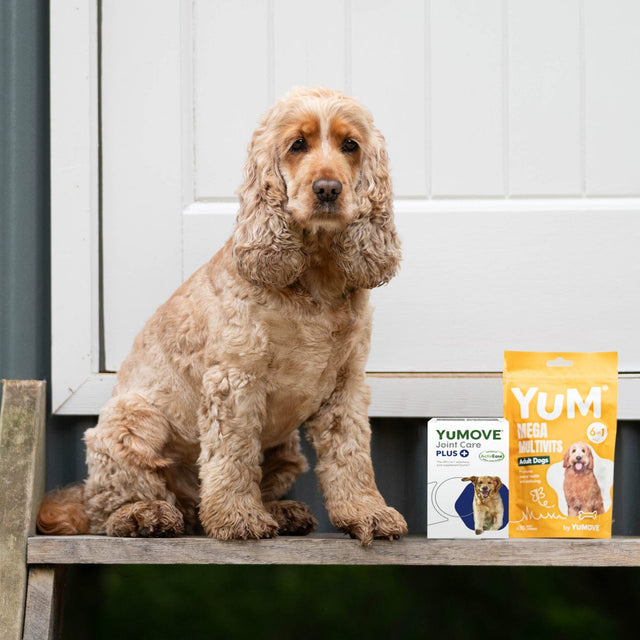 Adult Dog Bundle Lite Bundle2
