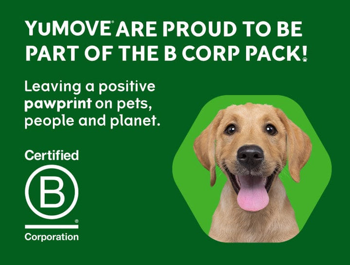 YuMOVE B-CORP IMPACT REPORT
