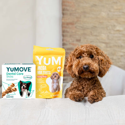 Puppy Bundle Lite 2